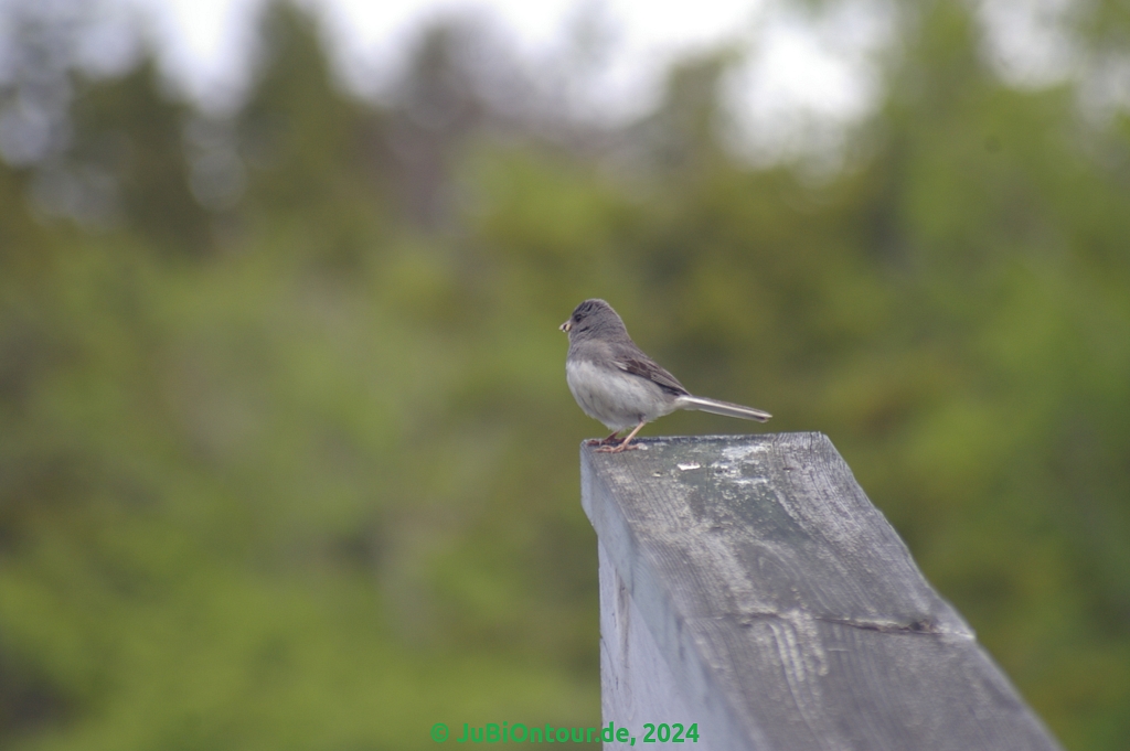 Vergrößern 20240604_IMGP5153.jpg