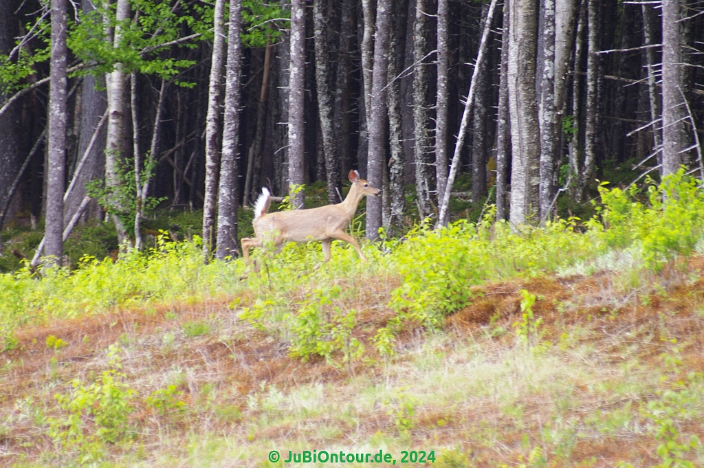 Vergrößern 20240604_IMGP5165.jpg