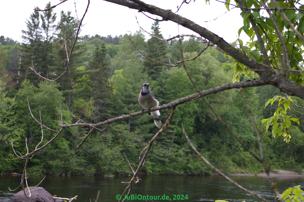 Vergrößern 20240617_IMGP5294.jpg