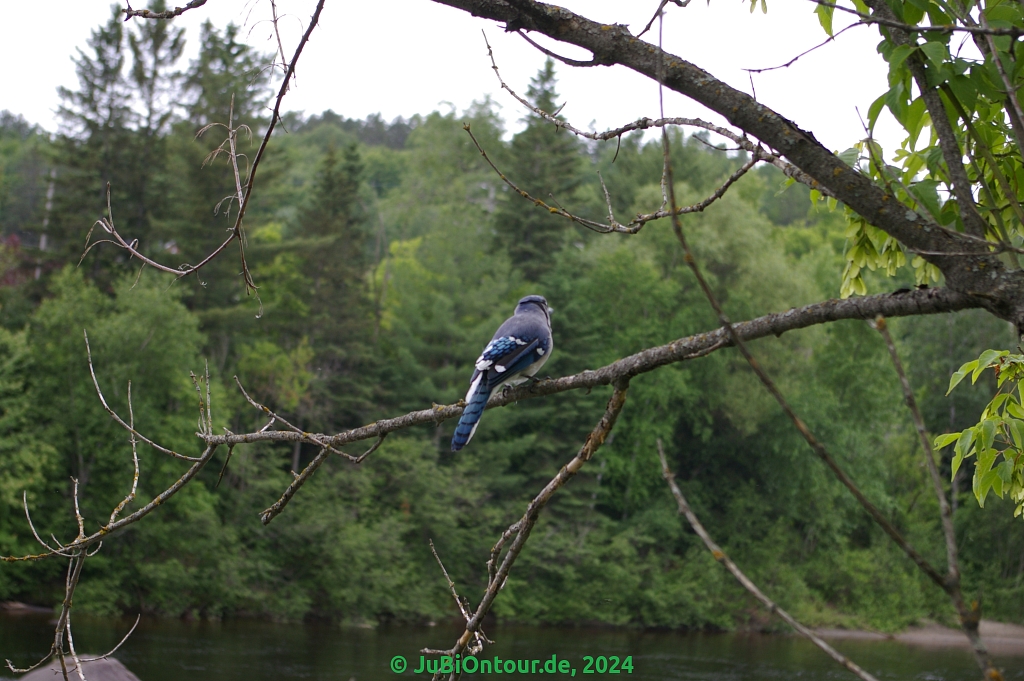 Vergrößern 20240617_IMGP5296.jpg
