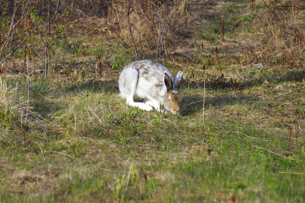 Vergrößern 20190605_IMGP2141.JPG