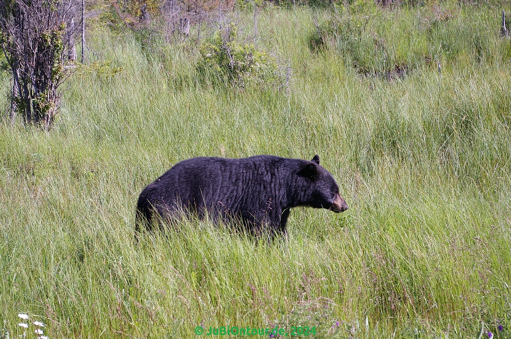 Vergrößern 20240706_IMGP5604.jpg