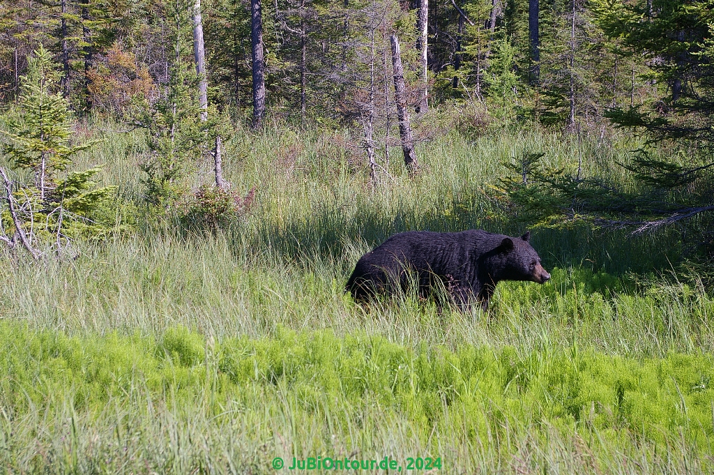 Vergrößern 20240706_IMGP5605.jpg