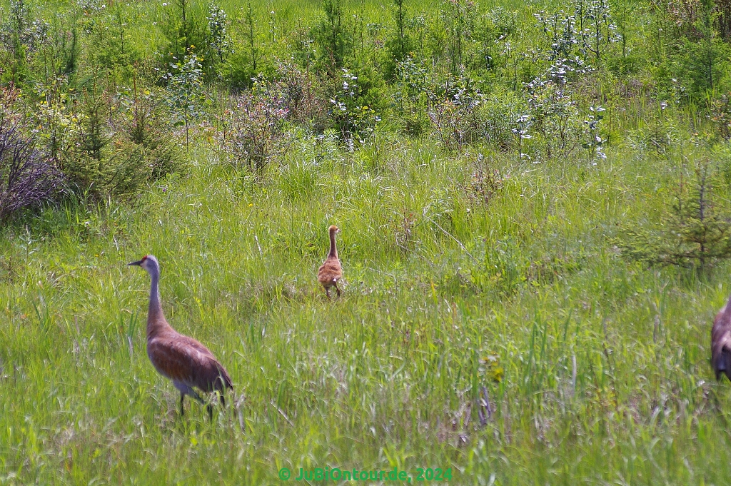 Vergrößern 20240623_IMGP5421.jpg