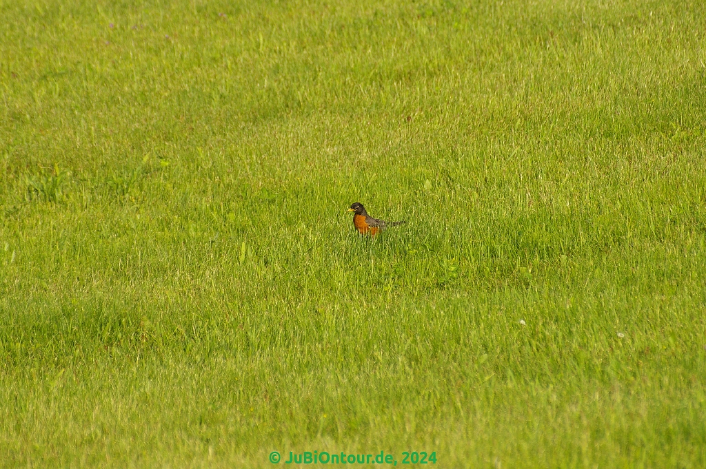 Vergrößern 20240626_IMGP5474.jpg