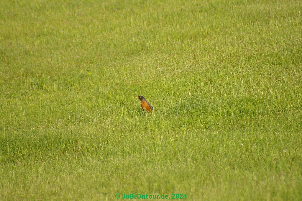 Vergrößern 20240626_IMGP5475.jpg