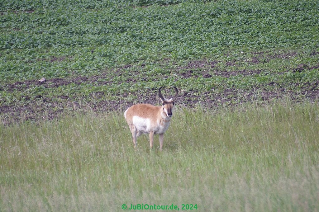 Vergrößern 20240629_IMGP5488.jpg