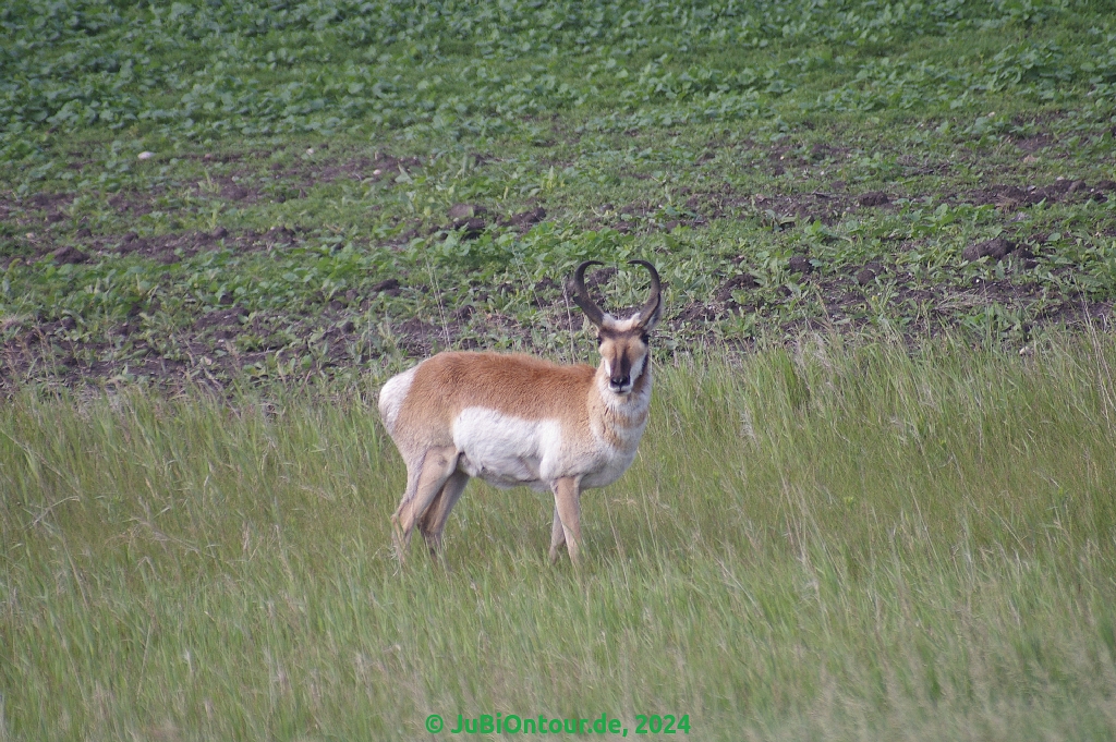Vergrößern 20240629_IMGP5490.jpg