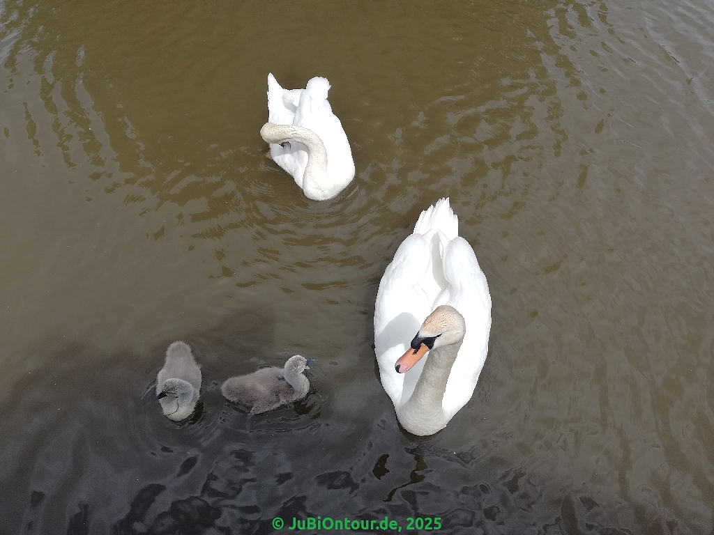 Vergrößern IMG_20250524_134600.jpg