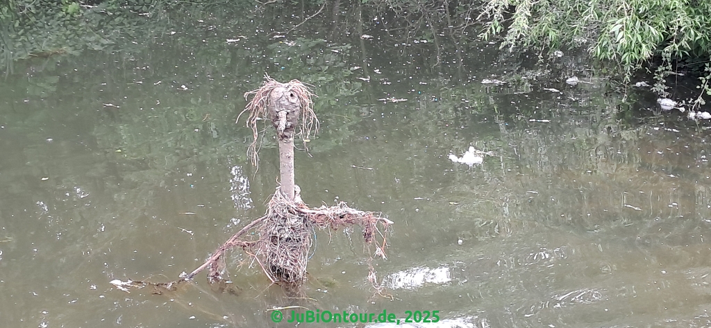 Vergrößern 20250609_131820.jpg