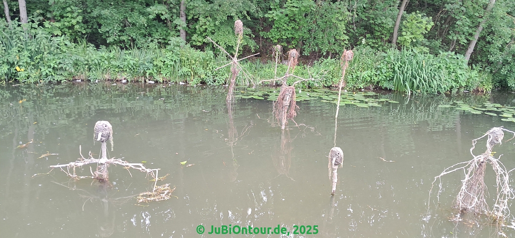 Vergrößern 20250609_131850.jpg