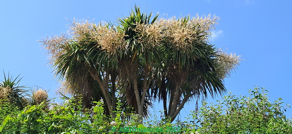 Vergrößern 20250610_142931.jpg