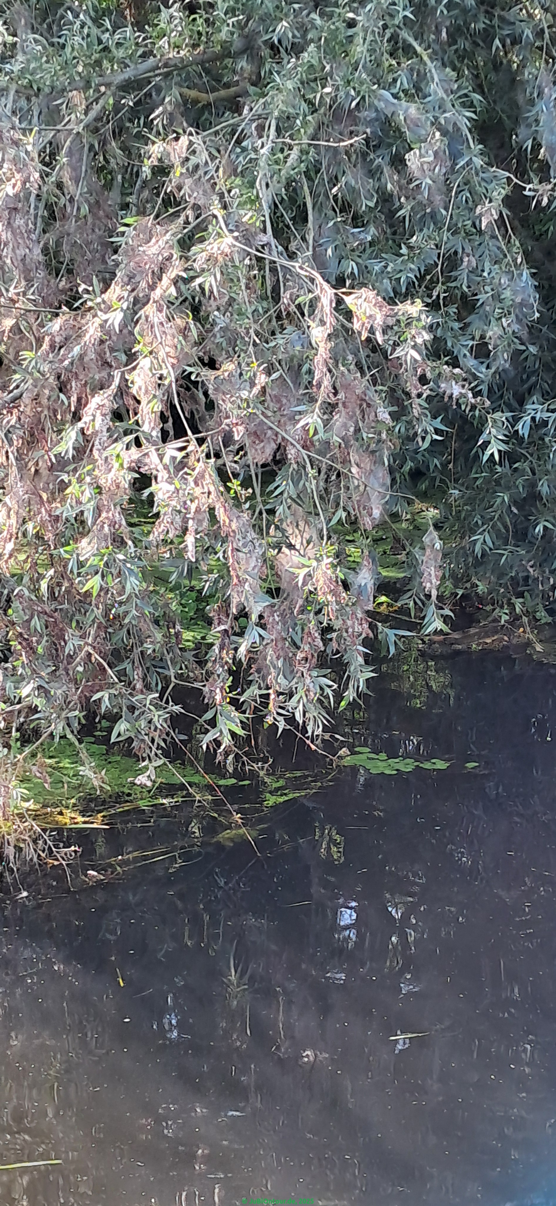 Vergrößern 20250610_172335.jpg