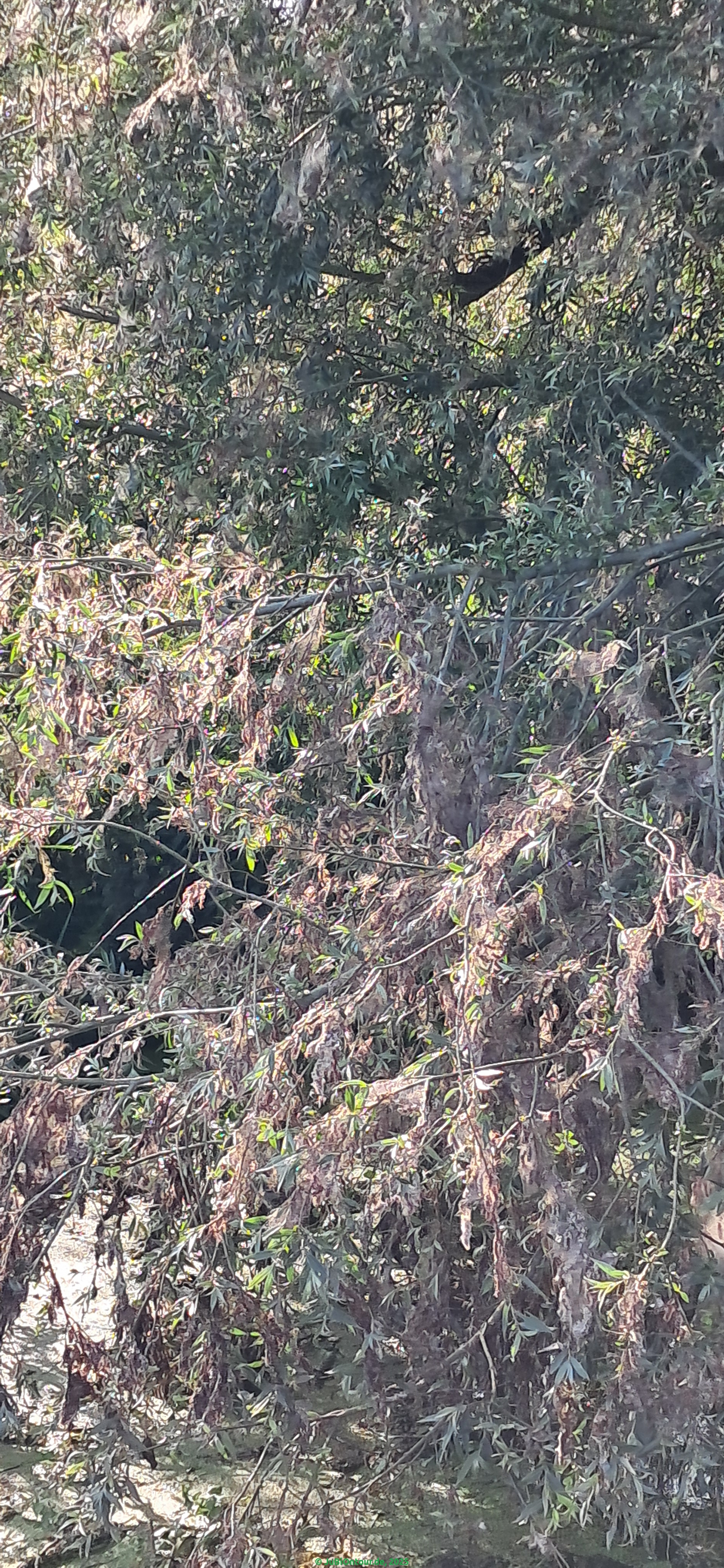 Vergrößern 20250610_172340.jpg