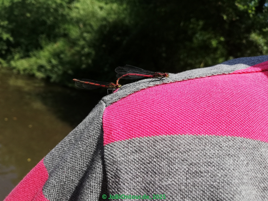 Vergrößern IMG_20250617_121336.jpg