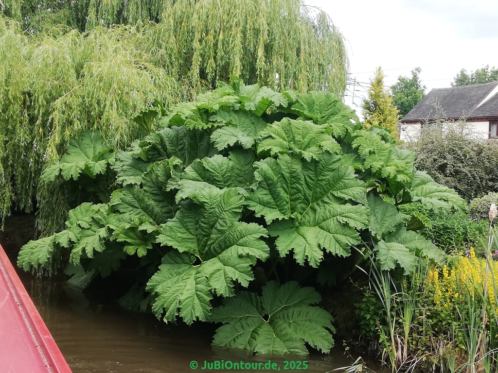 Vergrößern IMG_20250616_113810.jpg