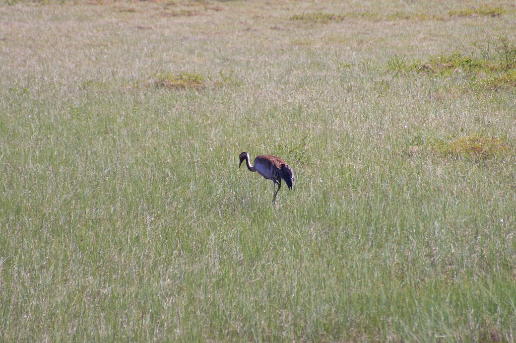 Vergrößern 20190612_IMGP2330.JPG