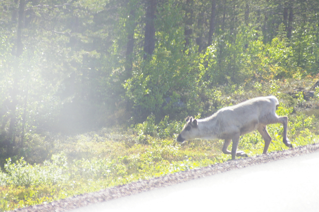 Vergrößern 20190612_IMGP2334.JPG