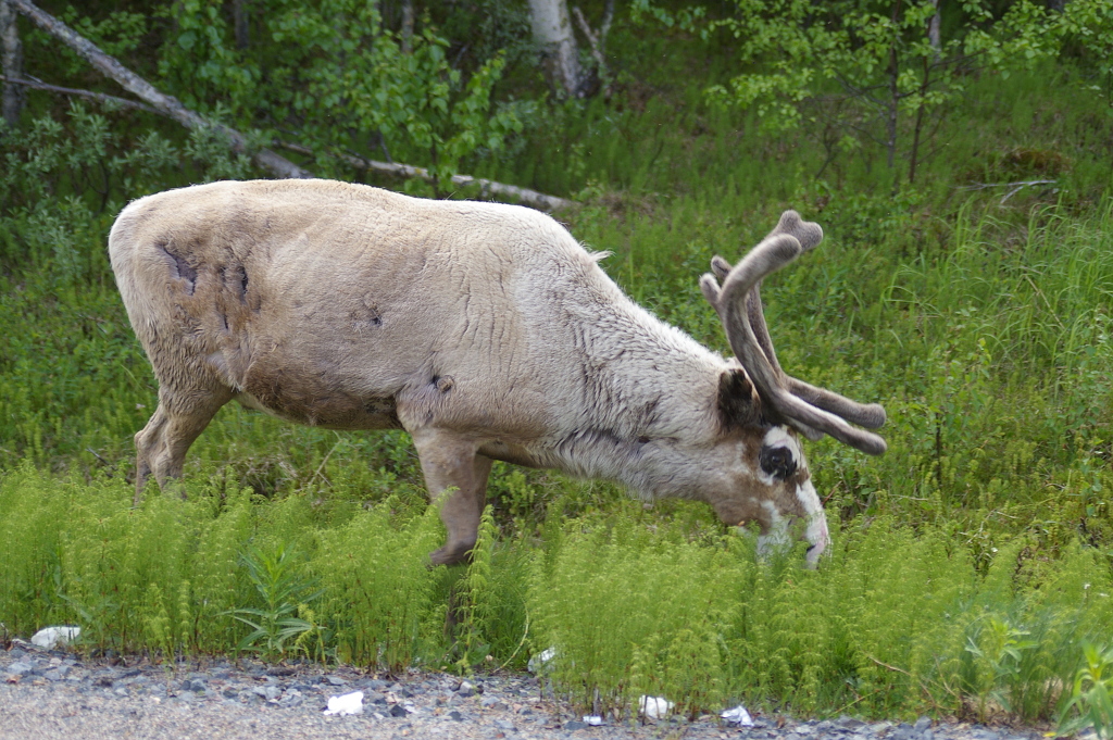 Vergrößern 20190612_IMGP2335.JPG