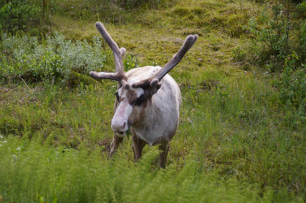 Vergrößern 20190612_IMGP2338.JPG