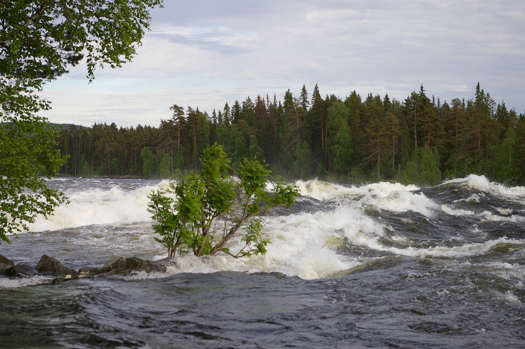 Vergrößern 20190612_IMGP2351.JPG