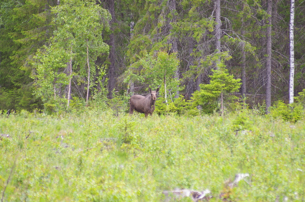 Vergrößern 20190613_IMGP2395.JPG