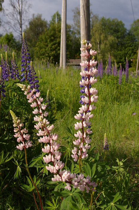Vergrößern 20190616_IMGP2471.JPG