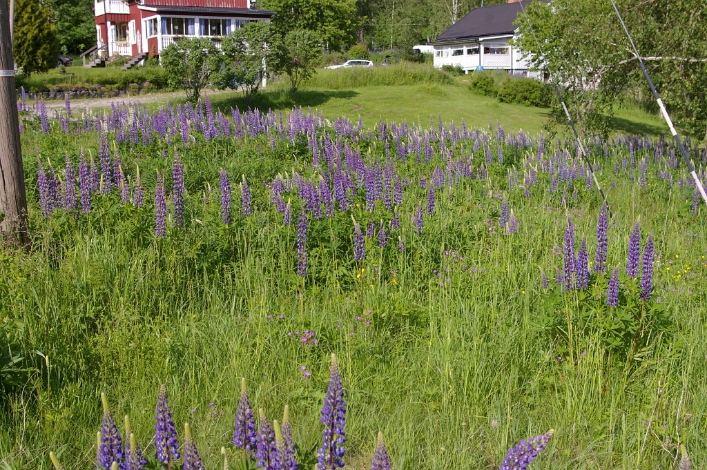 Vergrößern 20190616_IMGP2472.JPG