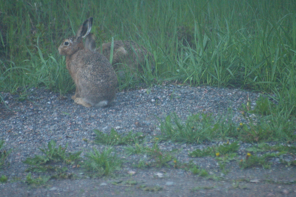 Vergrößern 20190523_IMGP1784.JPG