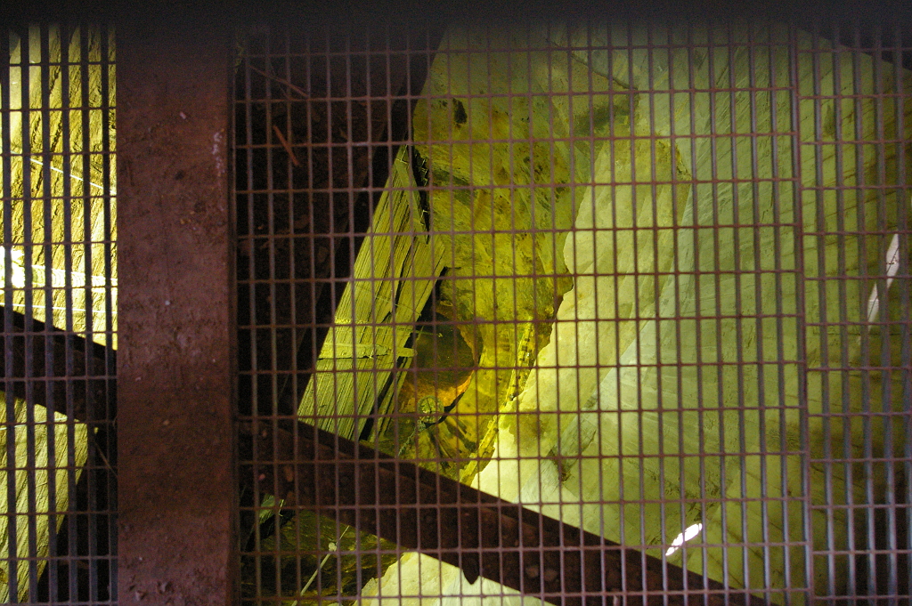 Vergrößern 20190617_IMGP2486.JPG