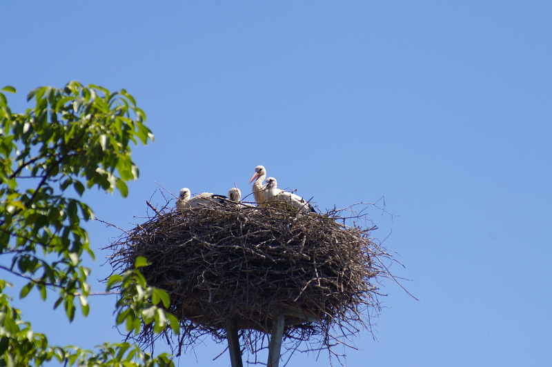 Vergrößern 20200623_IMGP2978.JPG