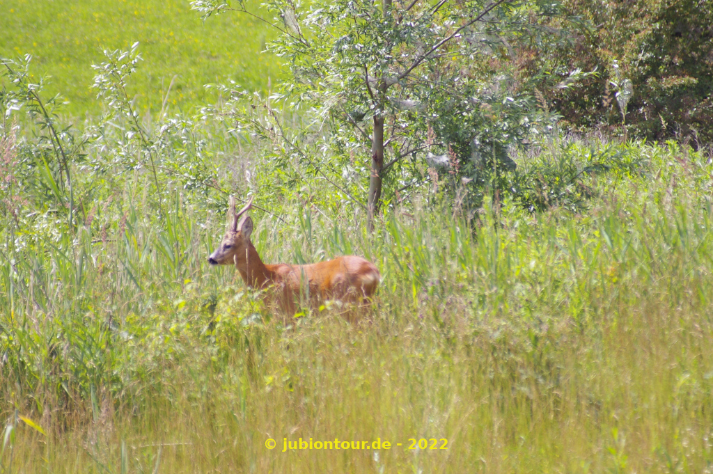 Vergrößern 20220608_21.jpg