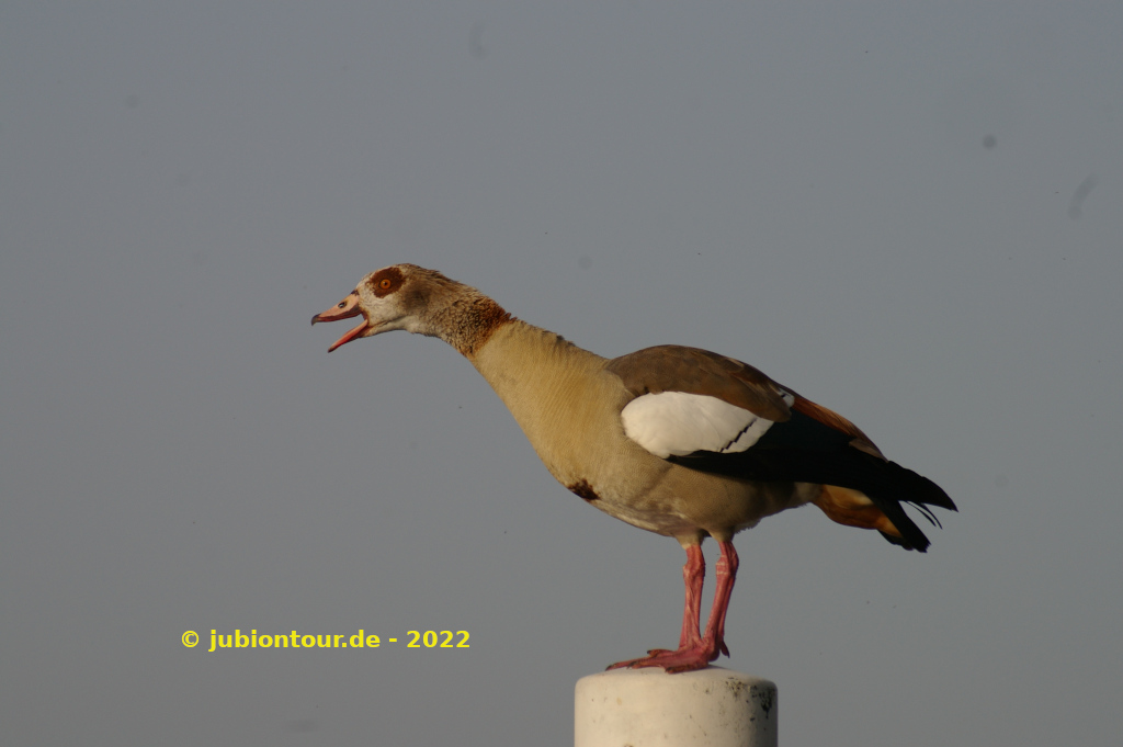 Vergrößern IMGP4028.JPG