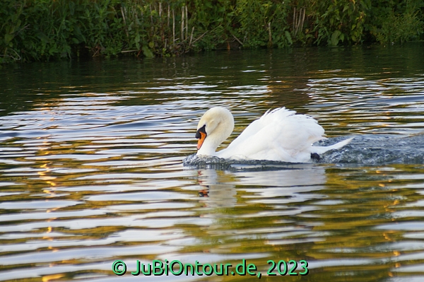Vergrößern 20230614_IMGP4480.jpg