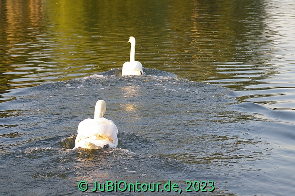 Vergrößern 20230614_IMGP4482.jpg