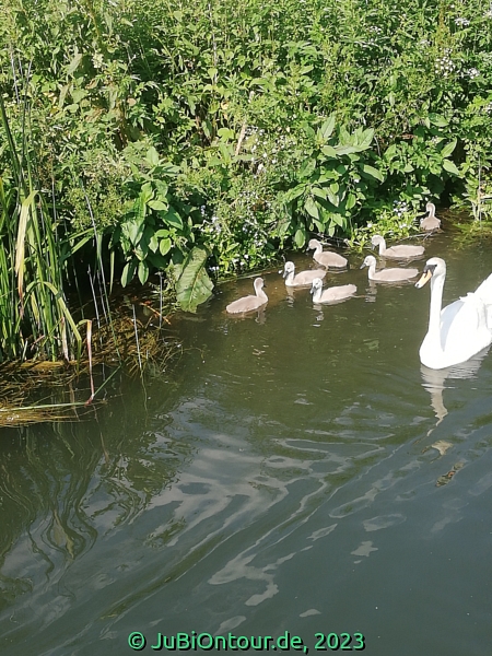 Vergrößern IMG_20230614_163503.jpg