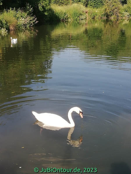 Vergrößern IMG_20230615_173947.jpg