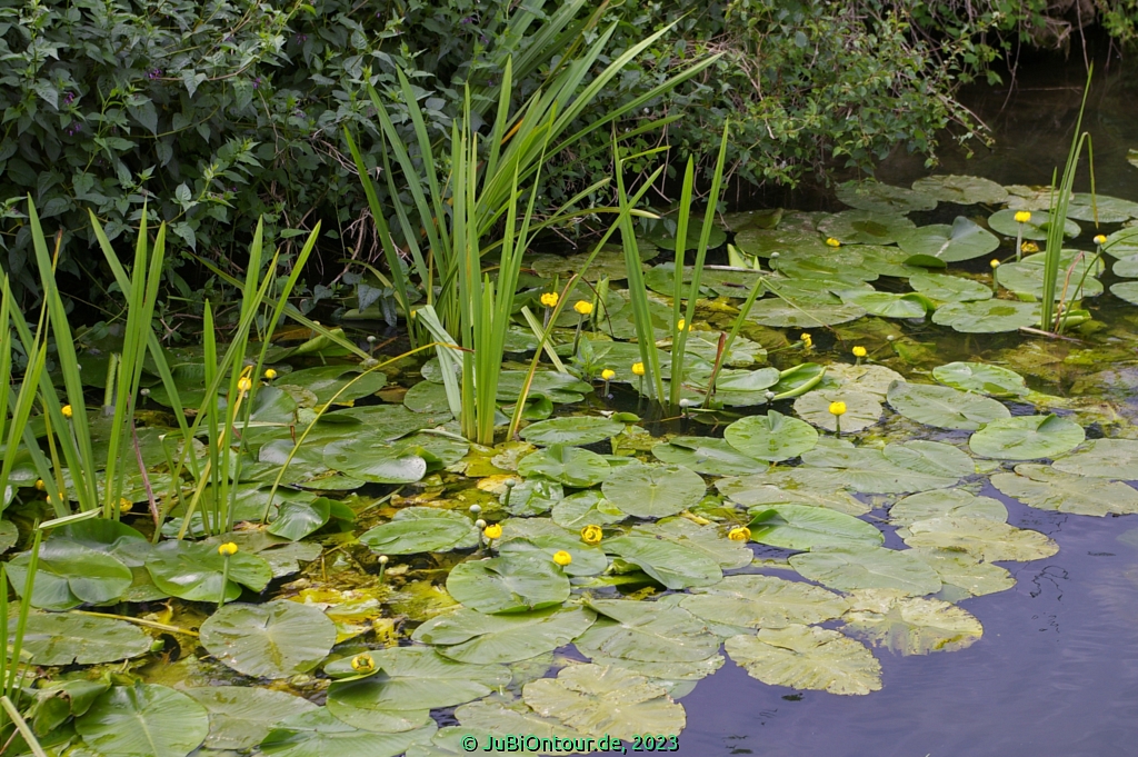 Vergrößern 20230617_IMGP4514.jpg