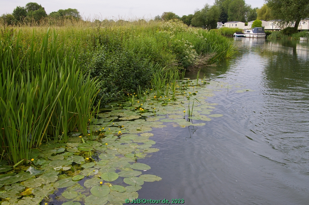 Vergrößern 20230617_IMGP4516.jpg