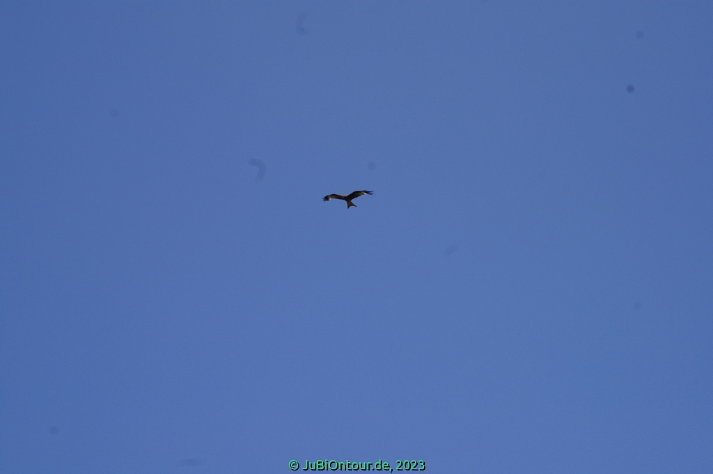 Vergrößern 20230619_IMGP4543.jpg