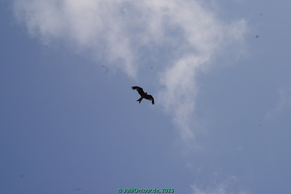 Vergrößern 20230619_IMGP4544.jpg