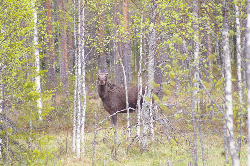 Vergrößern 20190602_IMGP2046.JPG