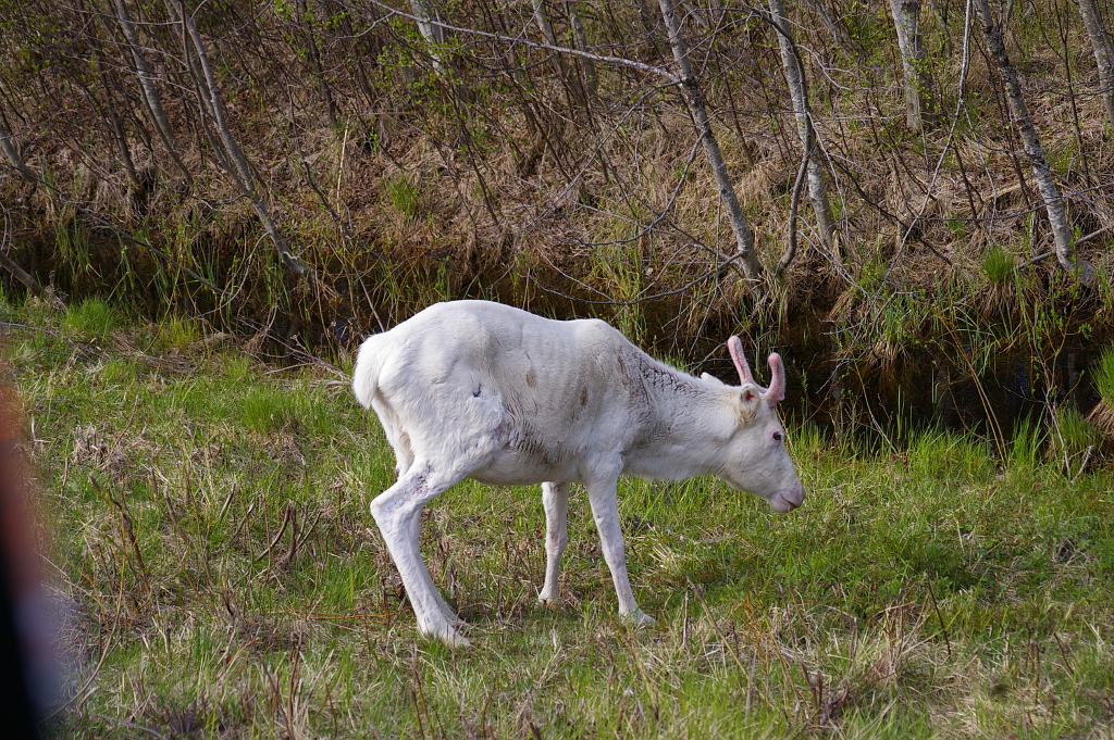 Vergrößern 20190602_IMGP2048.JPG